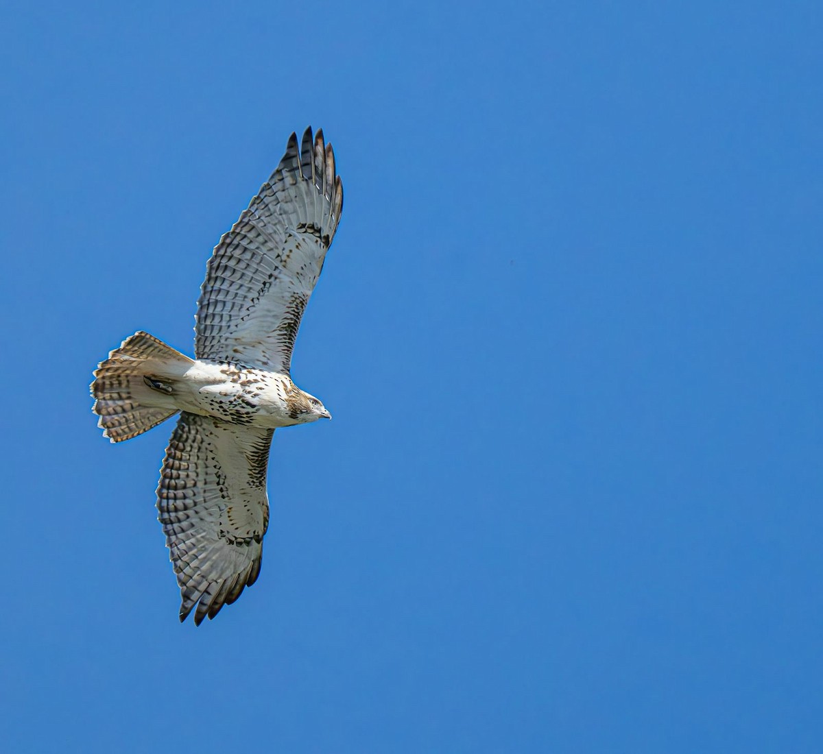 Red-tailed Hawk - ML643081227