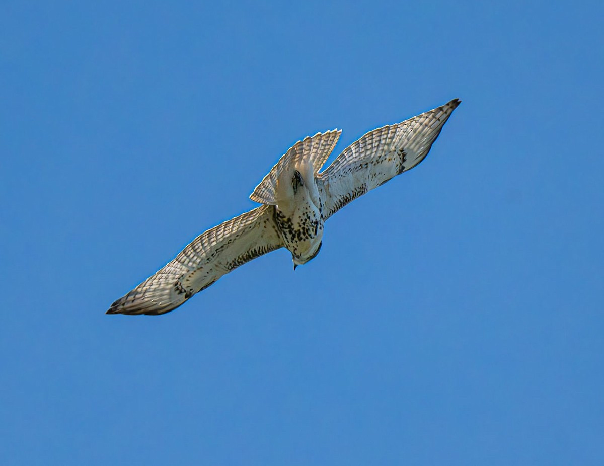 Red-tailed Hawk - ML643081235