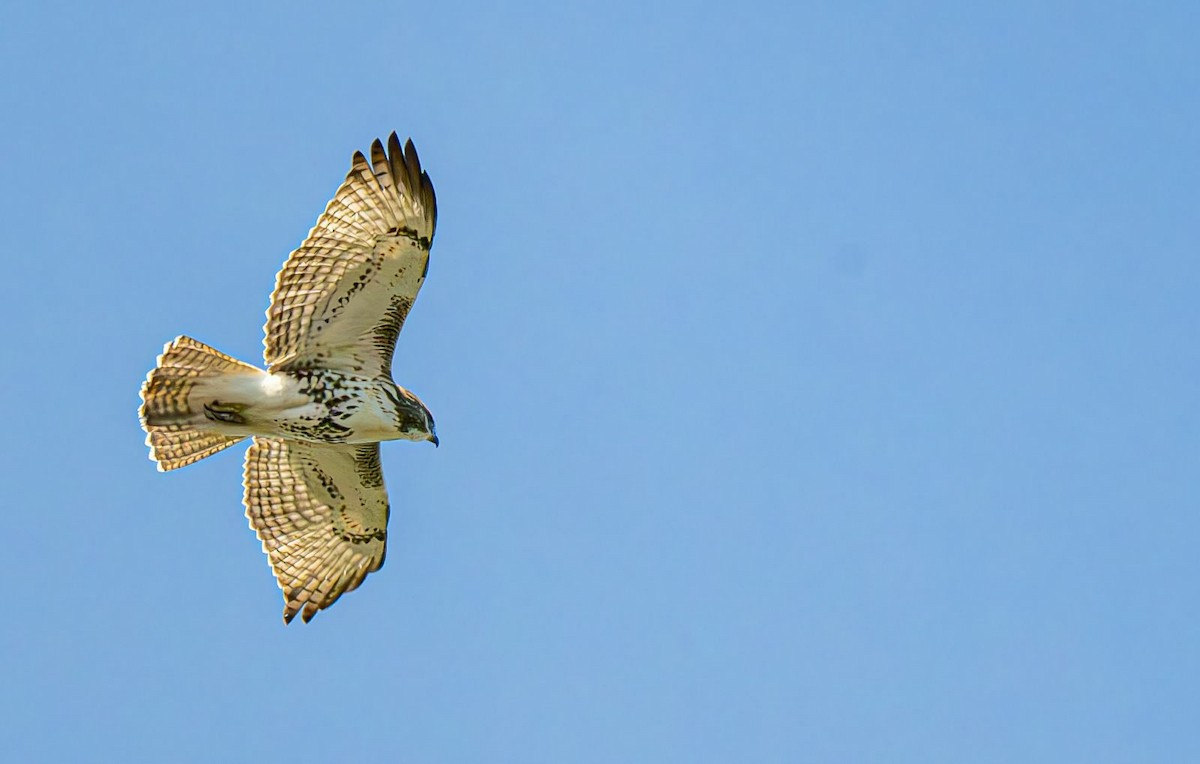 Red-tailed Hawk - ML643081236