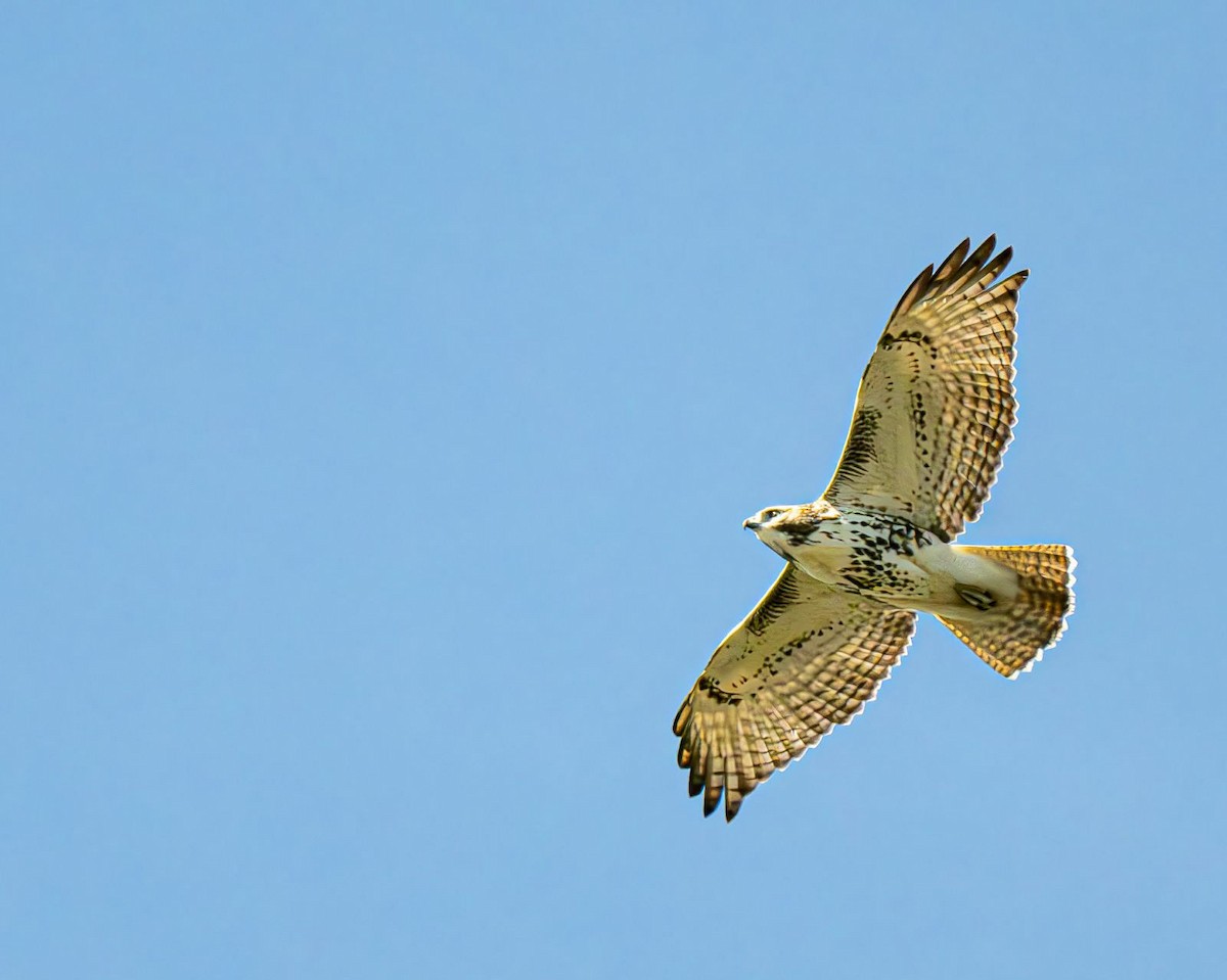 Red-tailed Hawk - ML643081237