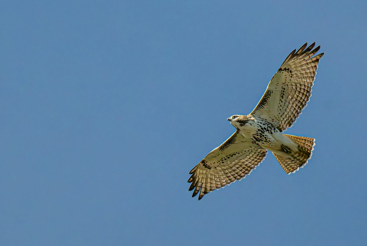 Red-tailed Hawk - ML643081238