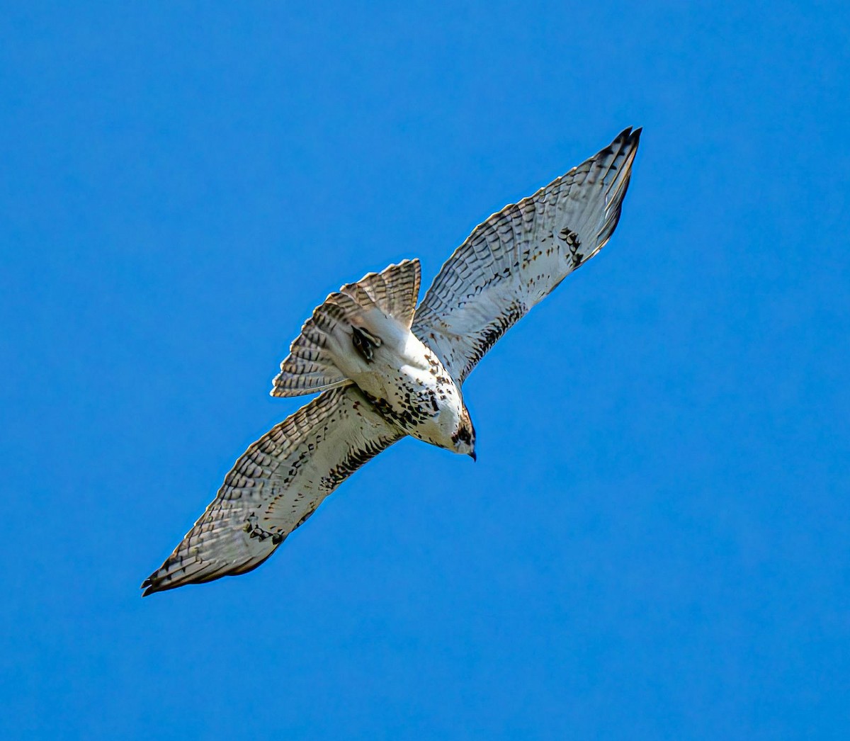 Red-tailed Hawk - ML643081240