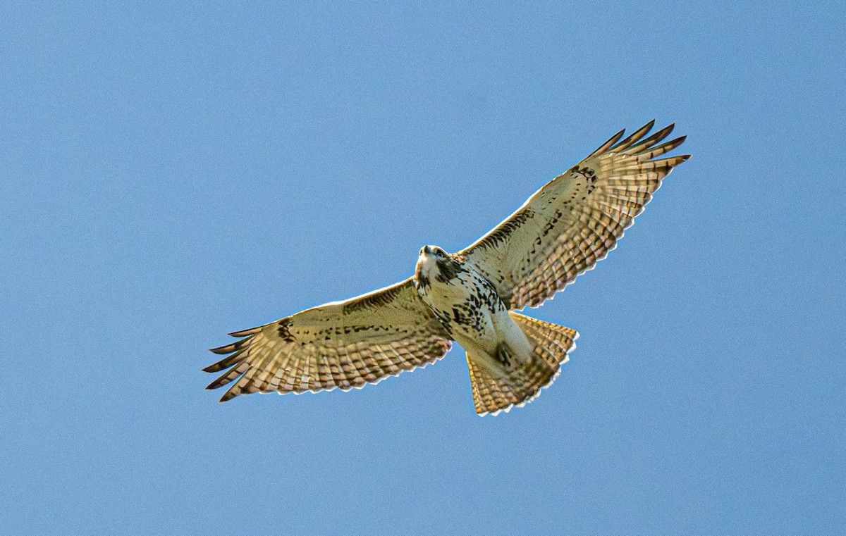 Red-tailed Hawk - ML643081241