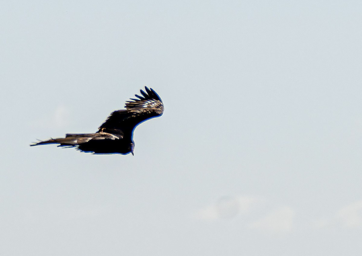Turkey Vulture - ML643081256