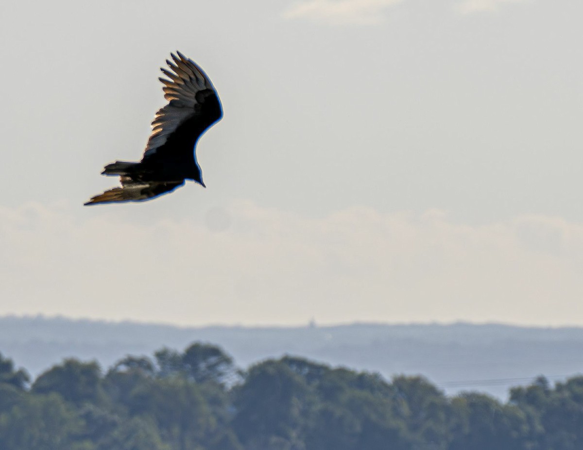 Turkey Vulture - ML643081259
