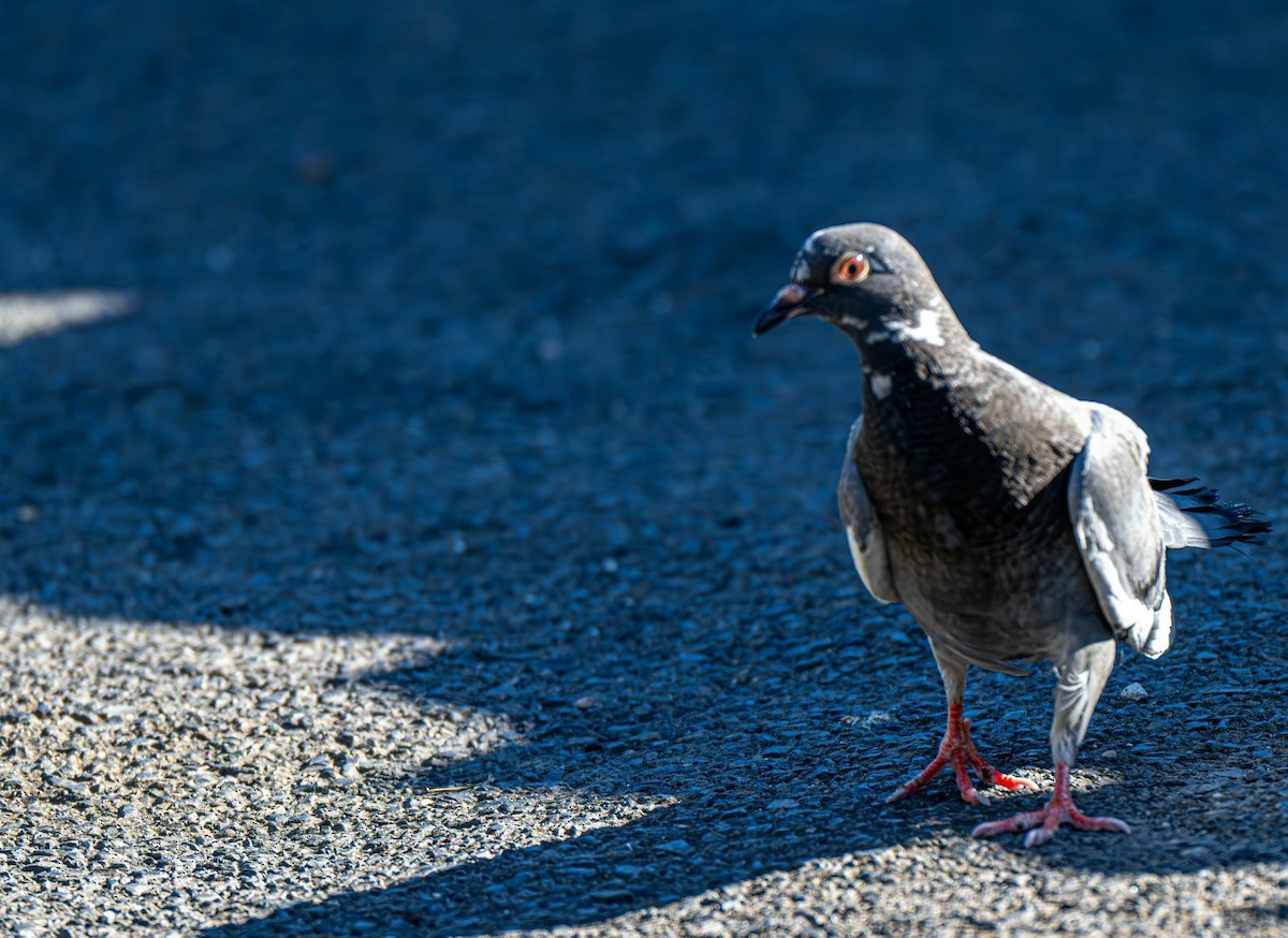 Rock Pigeon (Feral Pigeon) - ML643081267
