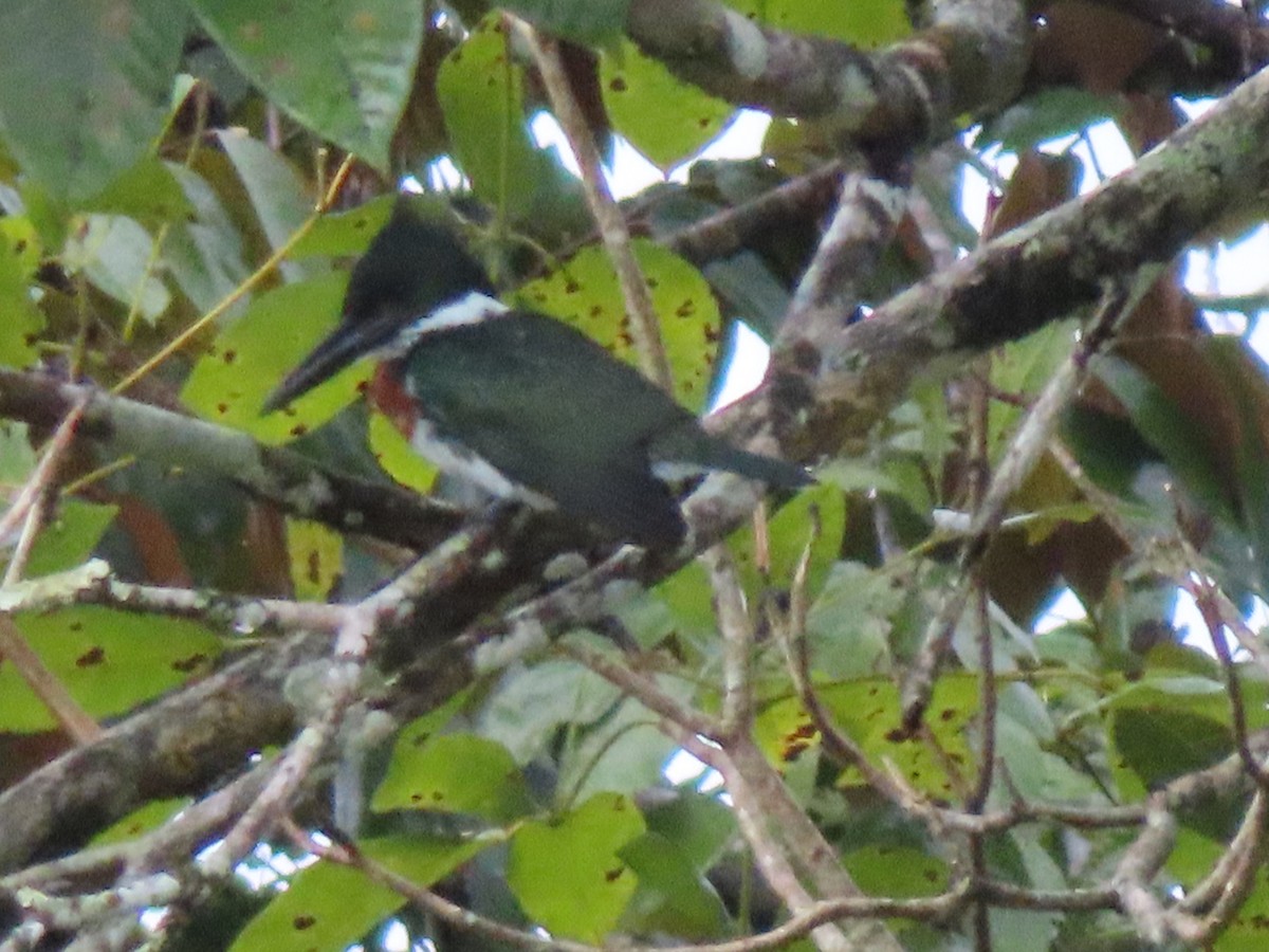 Amazon Kingfisher - ML643081272