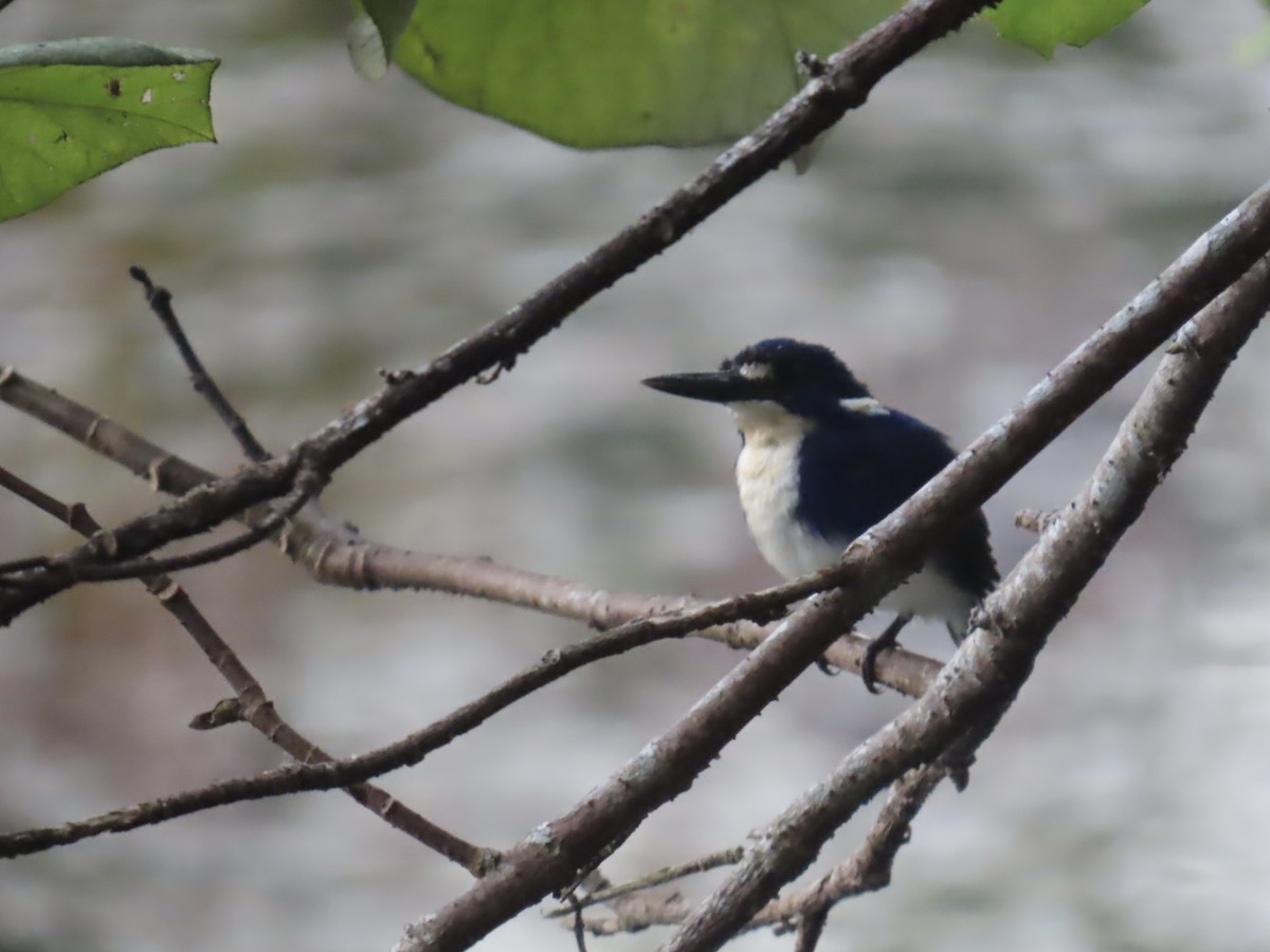 Little Kingfisher - ML643081277