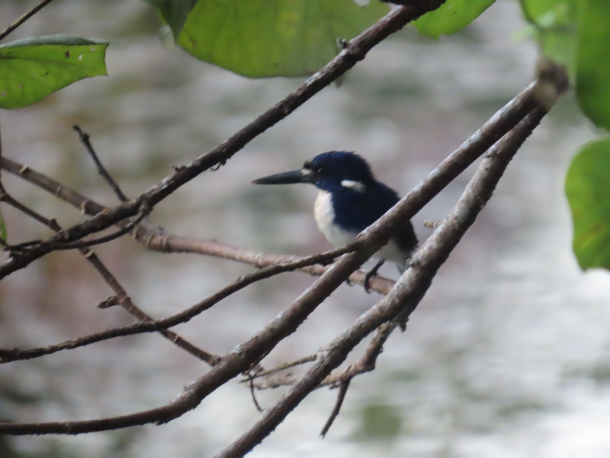Little Kingfisher - ML643081278