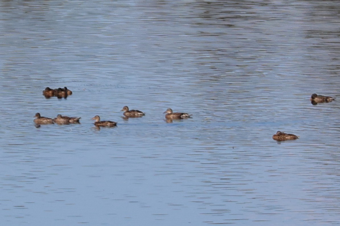 anatidé sp. (canard sp.) - ML643081284