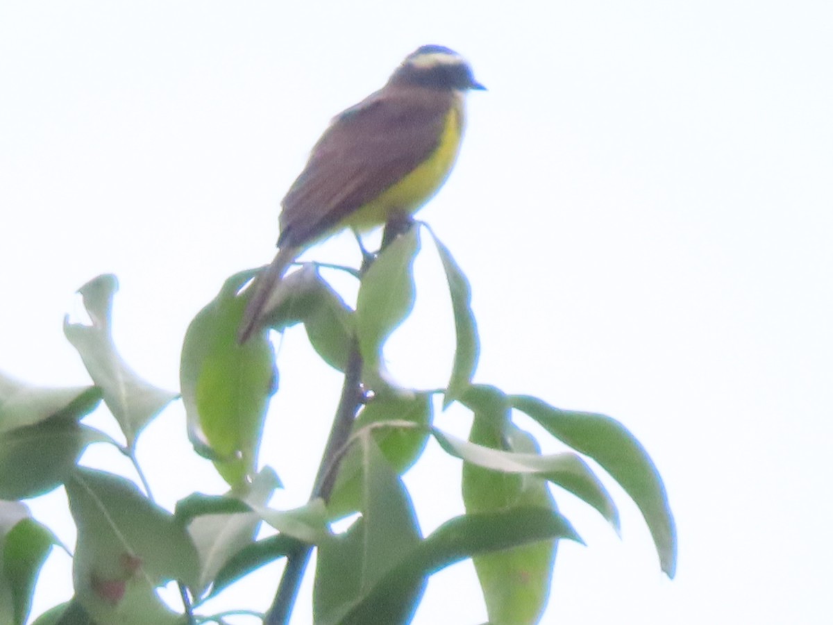 Rusty-margined Flycatcher - ML643081285
