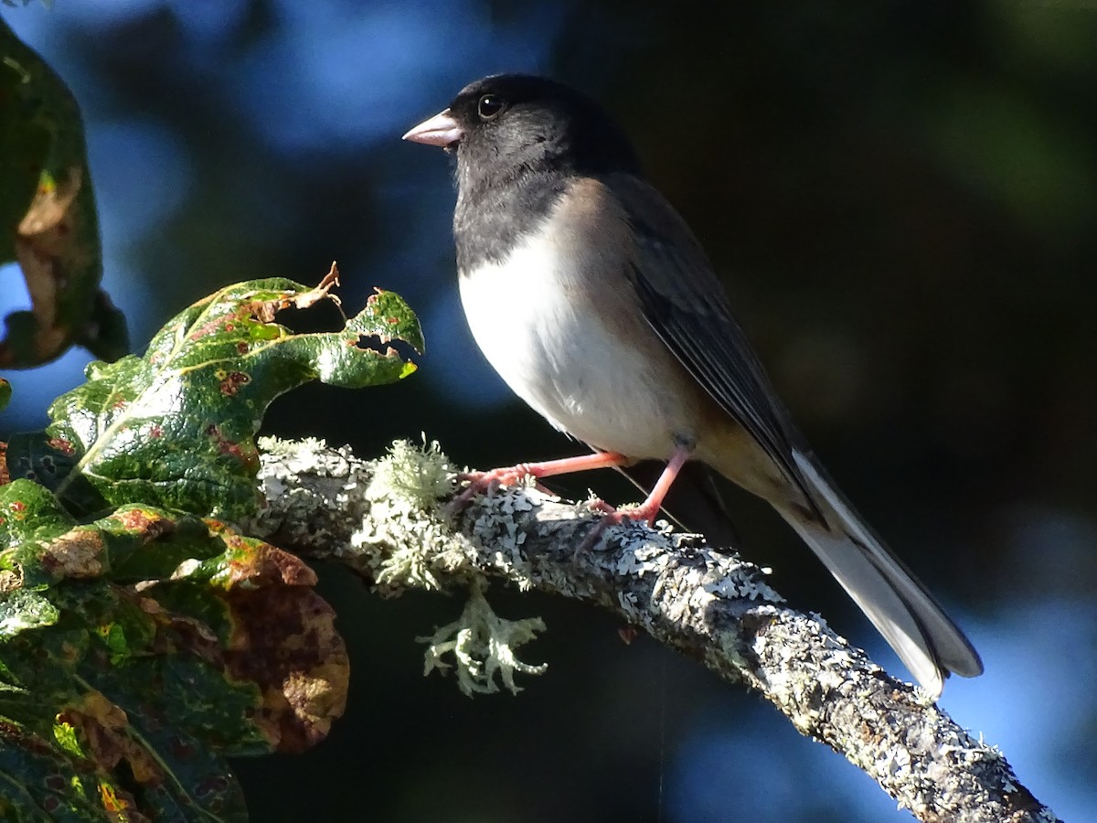 Dark-eyed Junco - ML643081306