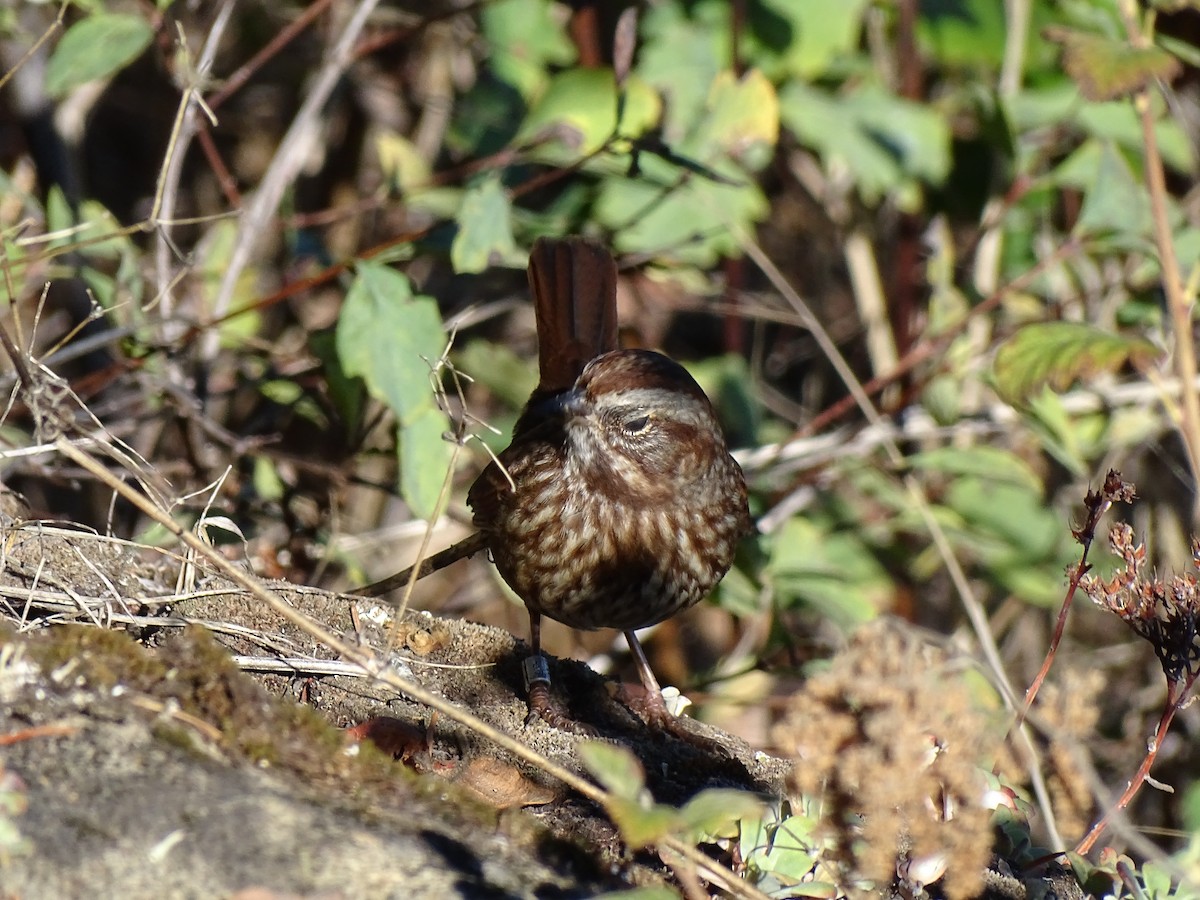 Song Sparrow - ML643081309