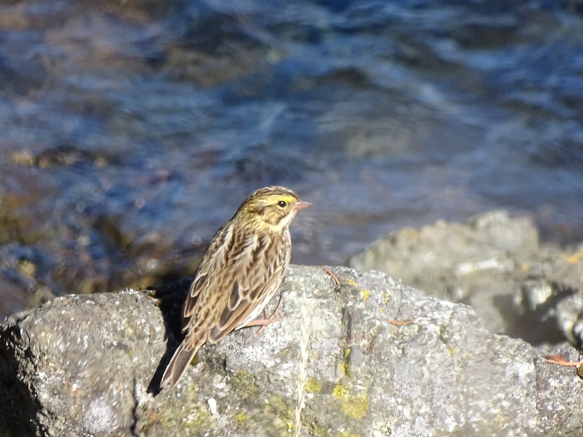 Savannah Sparrow - ML643081313