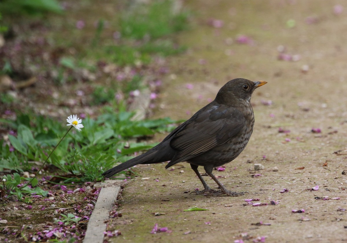 Eurasian Blackbird - ML643081317
