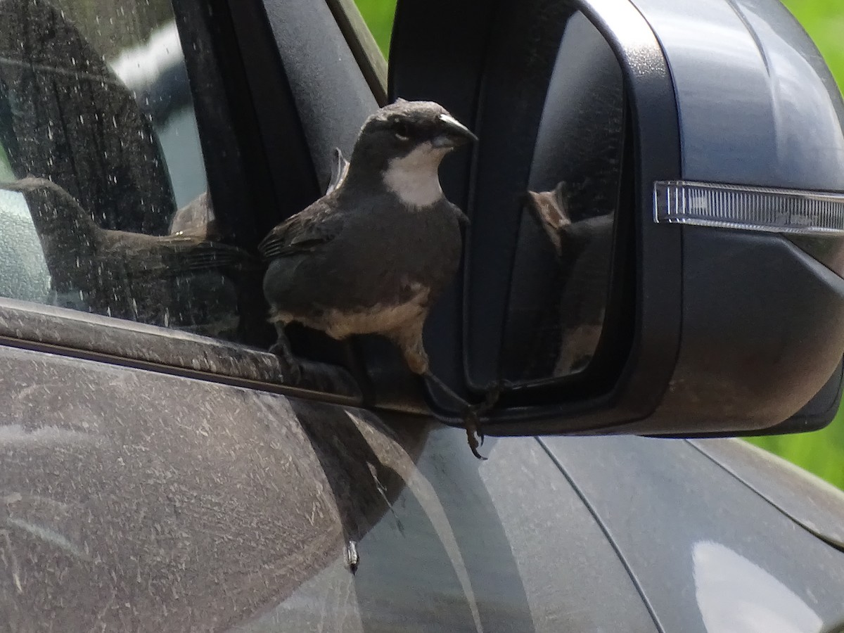 Diuca Finch - ML643081323