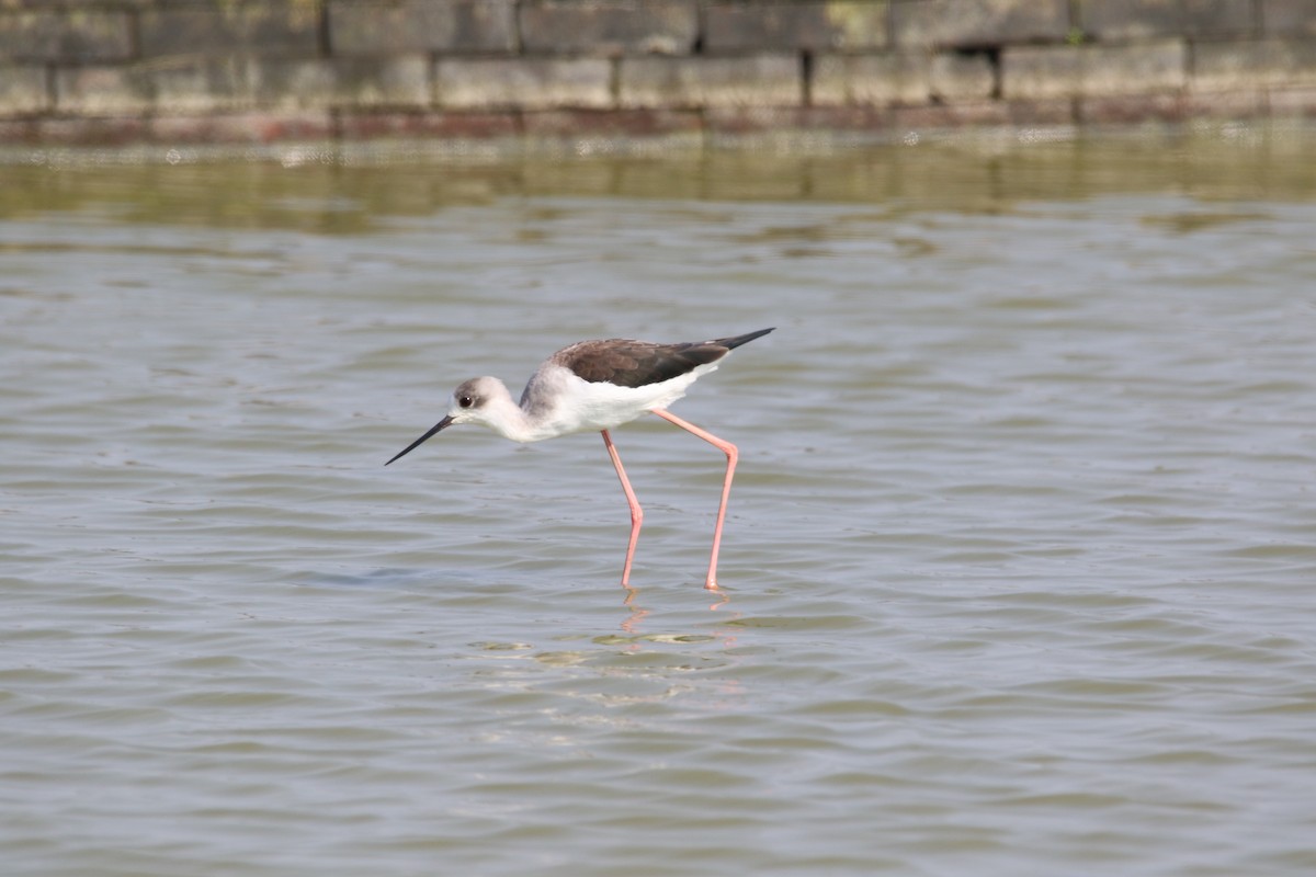Black-winged Stilt - ML643081344