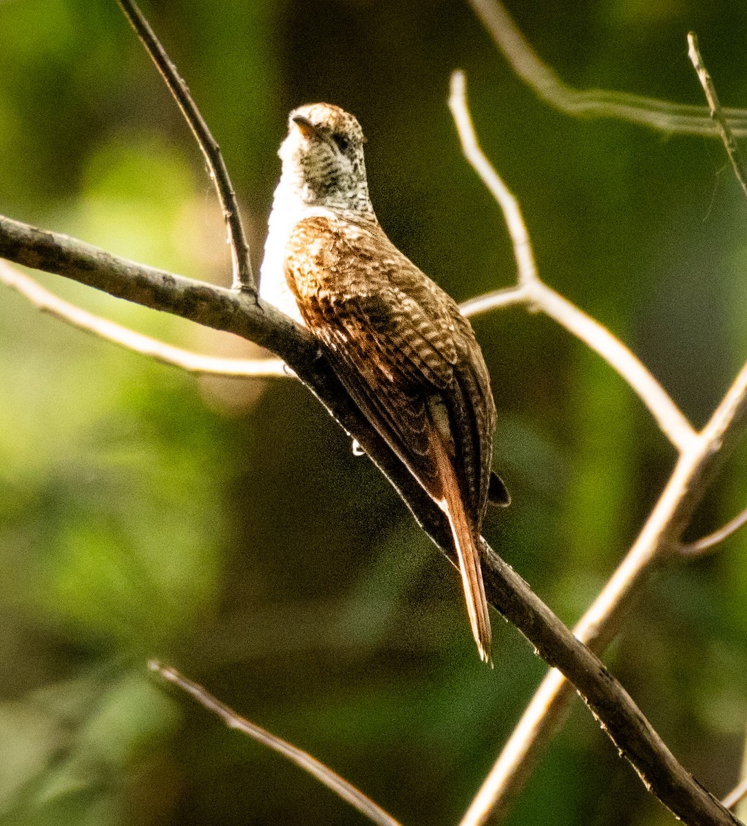 Sonneratkuckuck - ML643081347