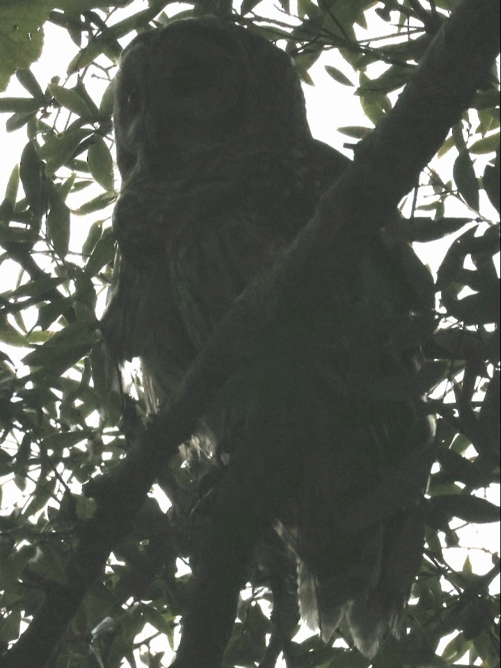 Barred Owl - ML643081375