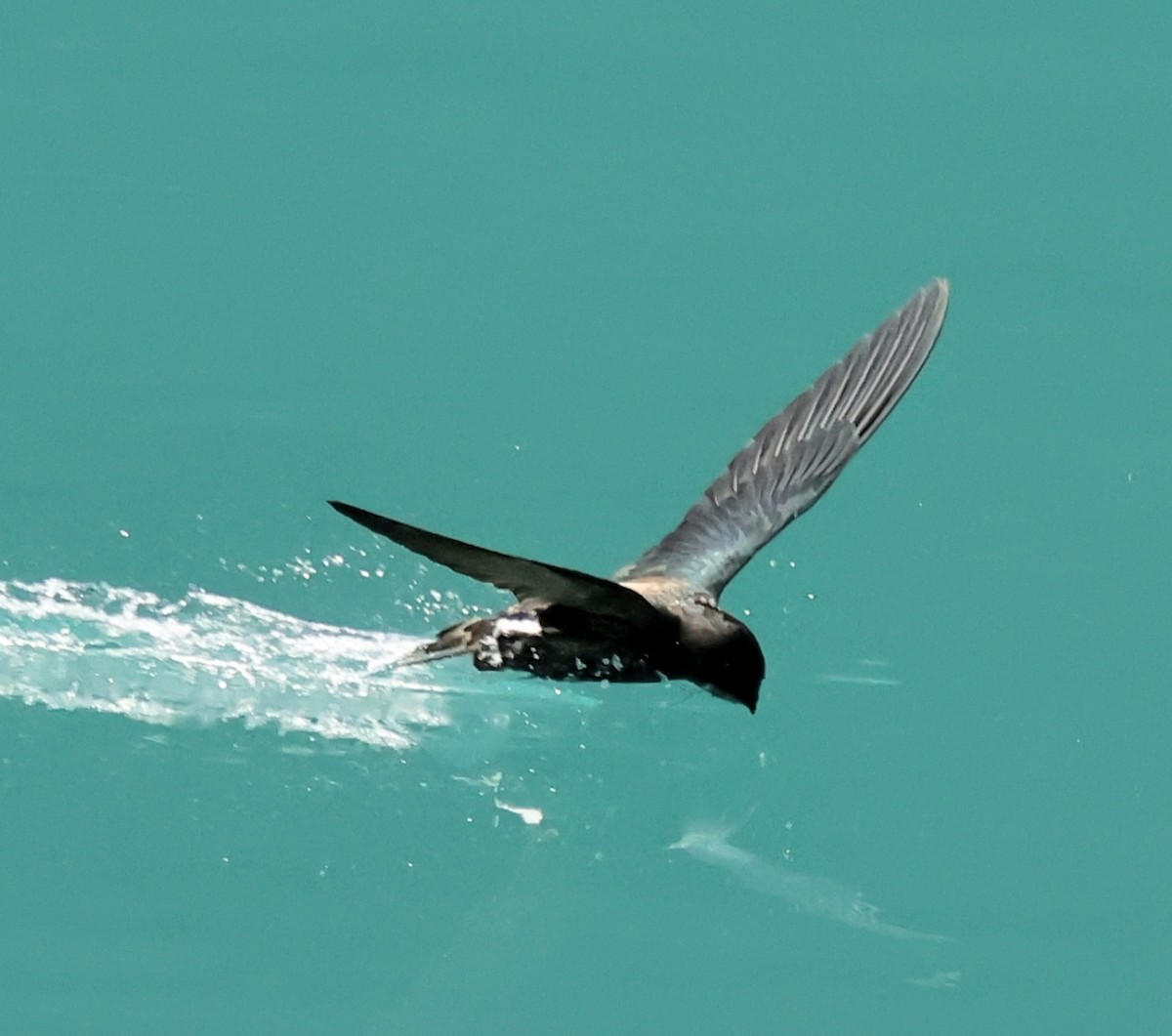 Silver-backed Needletail - ML643081384