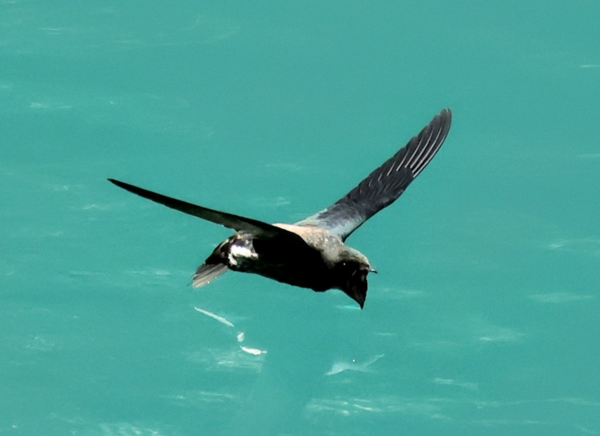Silver-backed Needletail - ML643081397