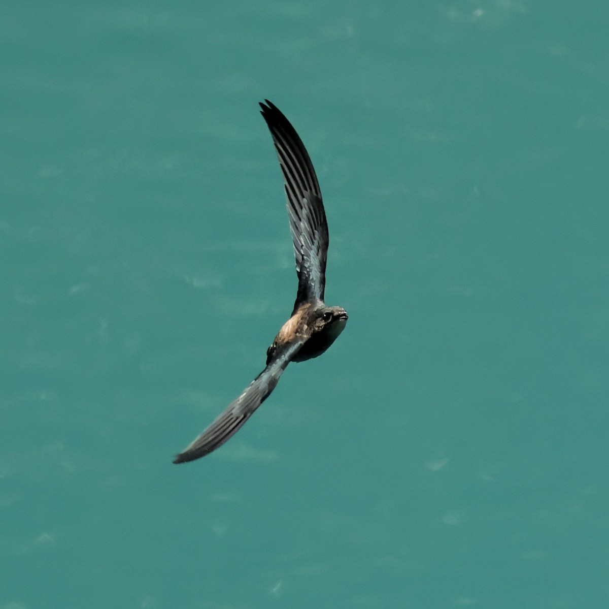 Silver-backed Needletail - ML643081403