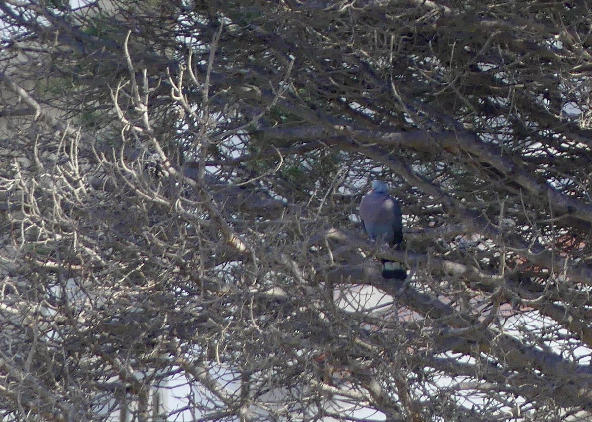 Pigeon trocaz - ML643081417