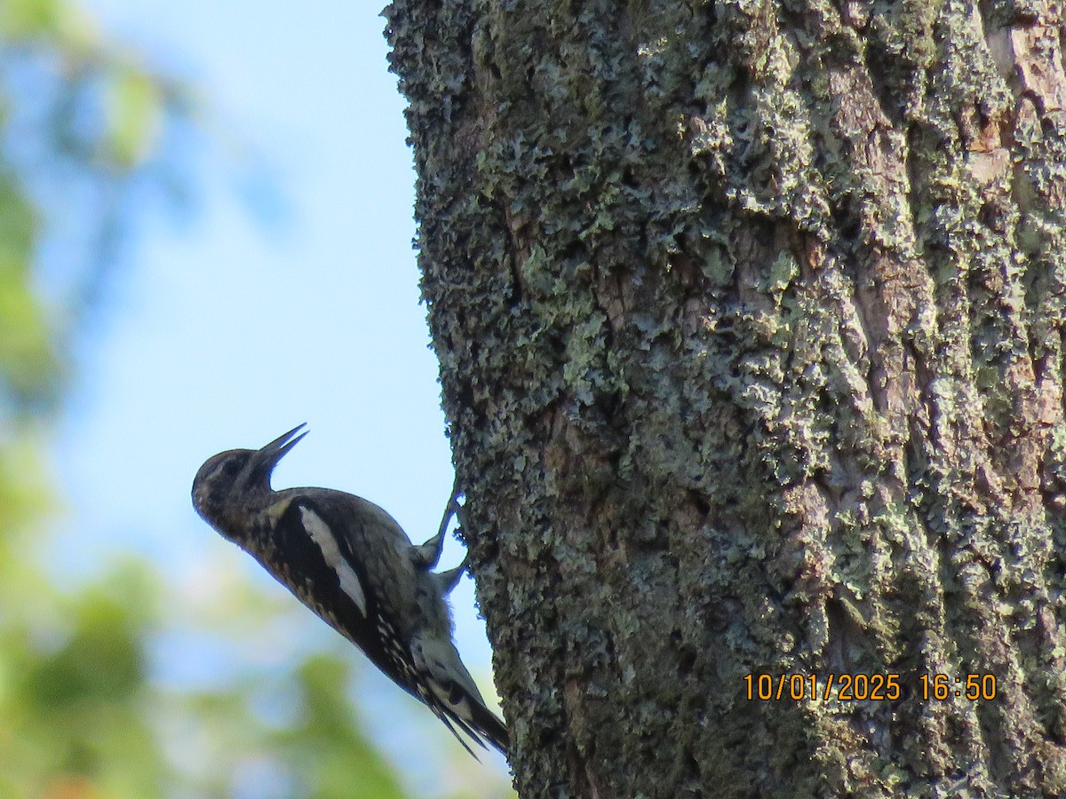 Yellow-bellied Sapsucker - ML643081421