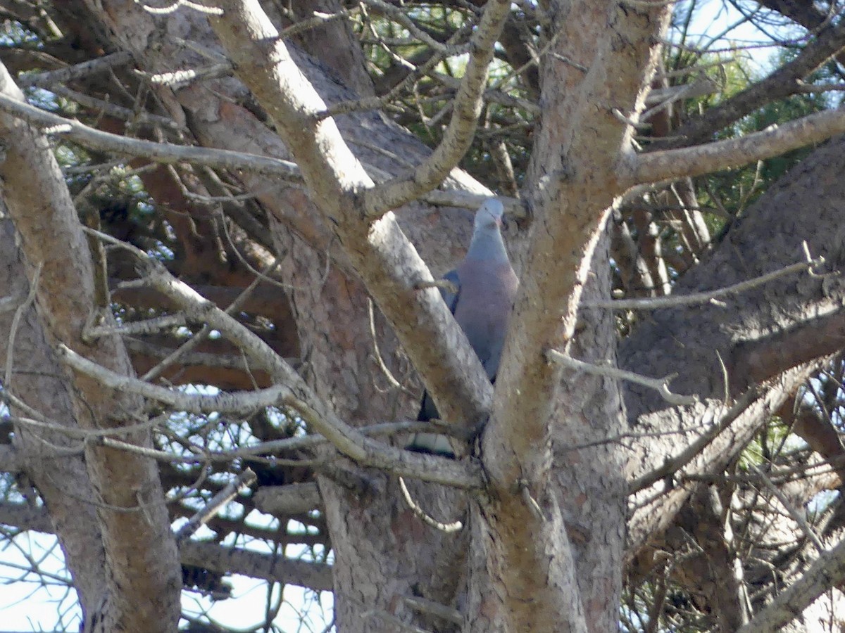 Pigeon trocaz - ML643081430