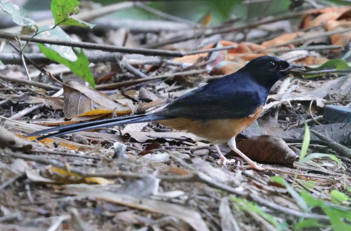 White-rumped Shama - ML643081444