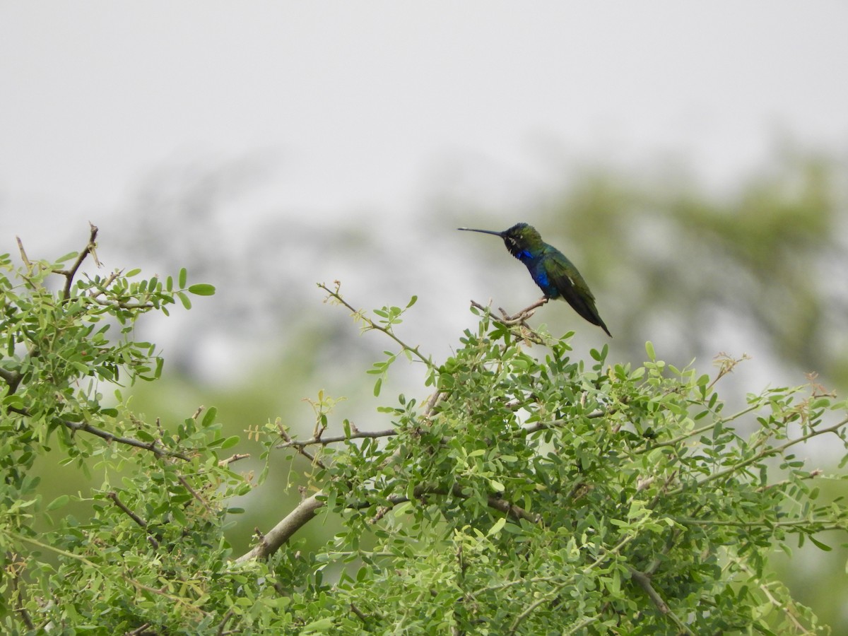 Blue-tufted Starthroat - ML643081448