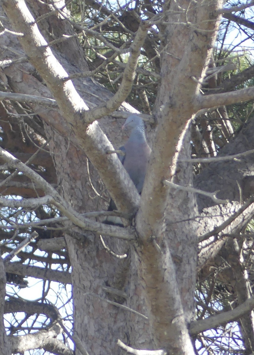 Pigeon trocaz - ML643081449