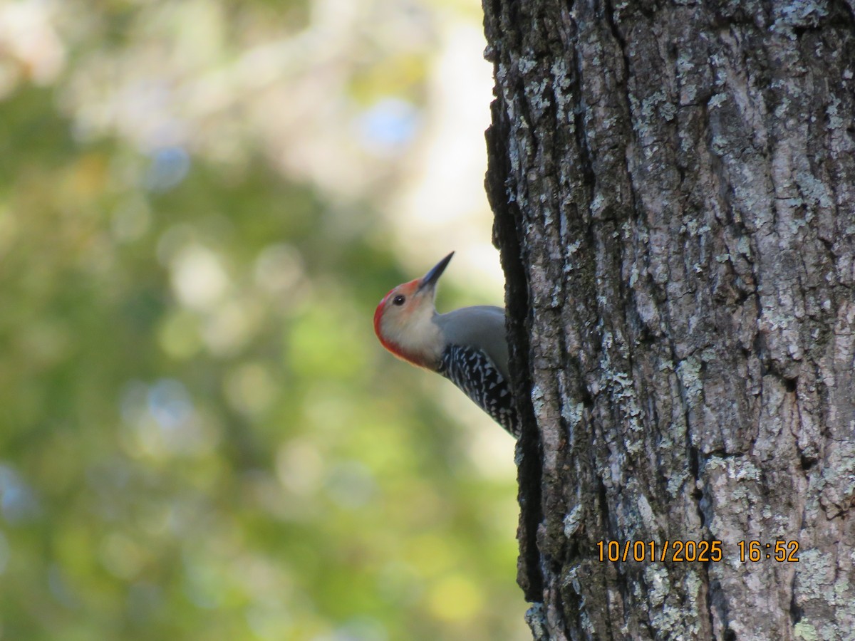 Red-bellied Woodpecker - ML643081455