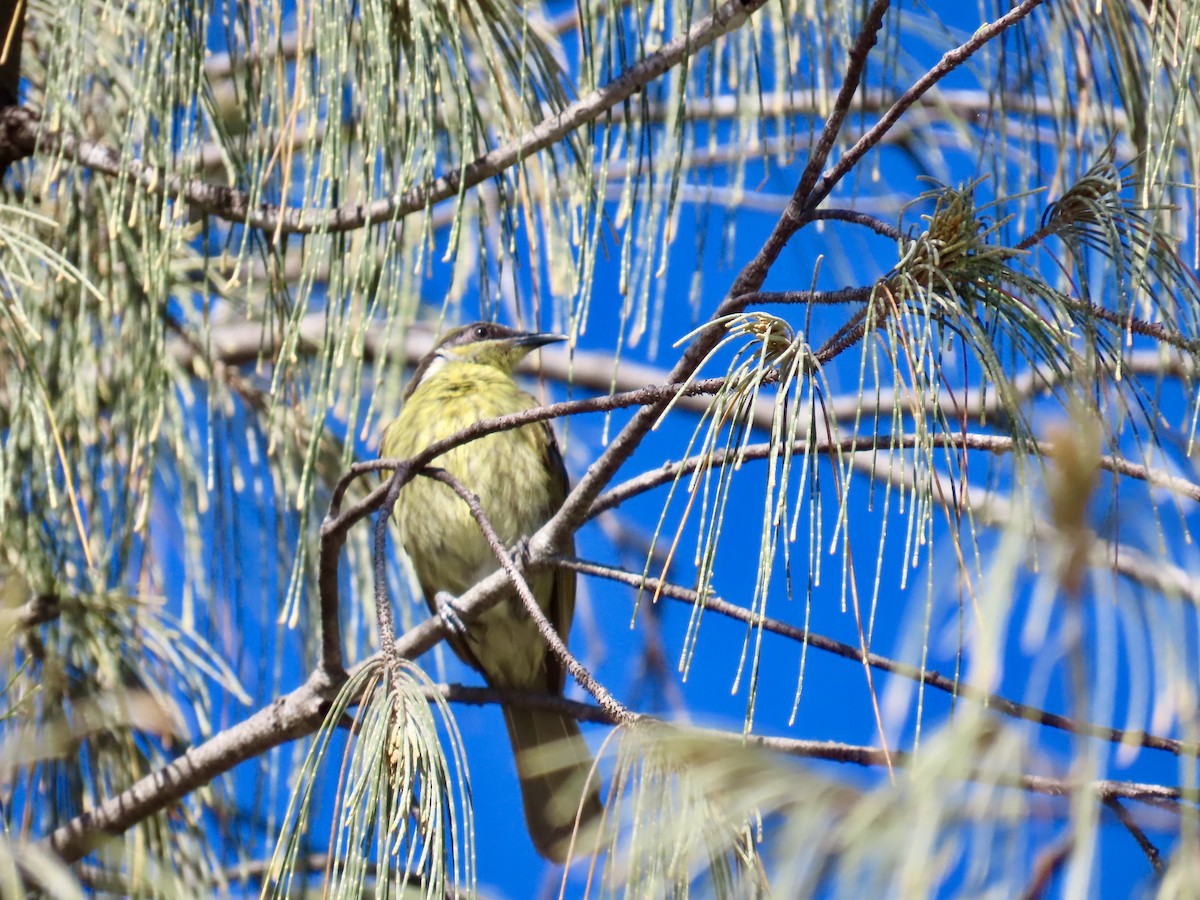 Varied Honeyeater - ML643081485