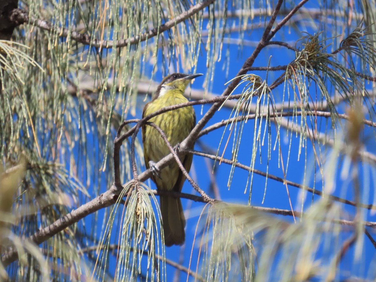 Varied Honeyeater - ML643081486