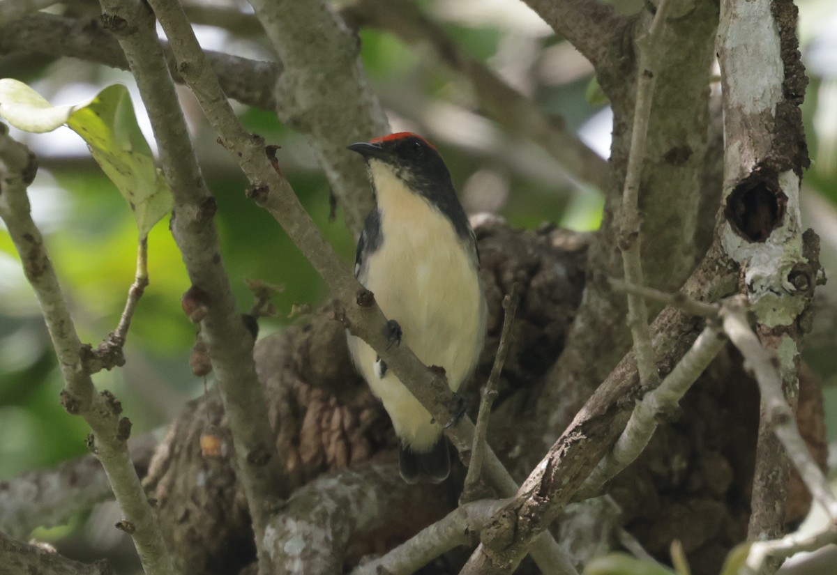 Scarlet-backed Flowerpecker - ML643081496