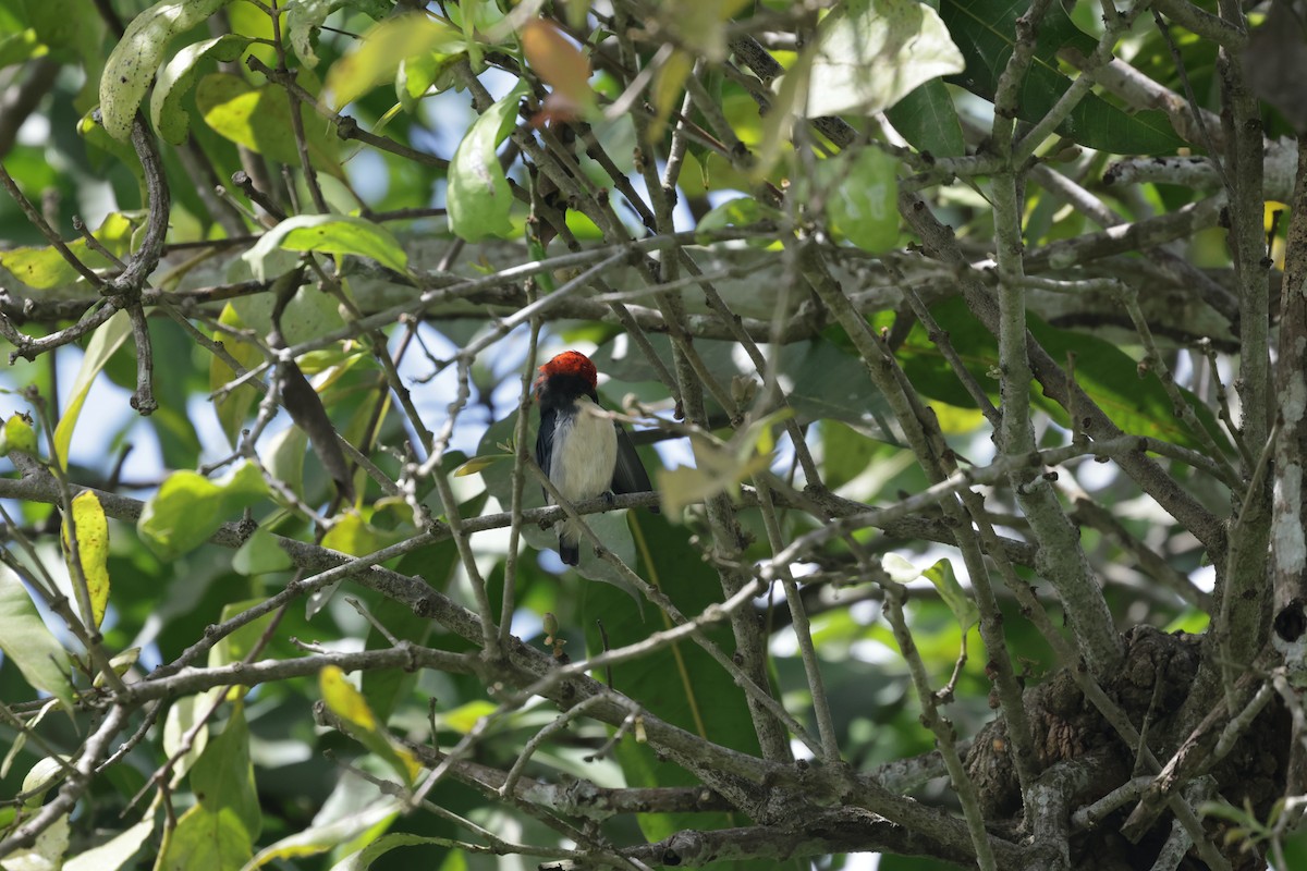 Scarlet-backed Flowerpecker - ML643081497