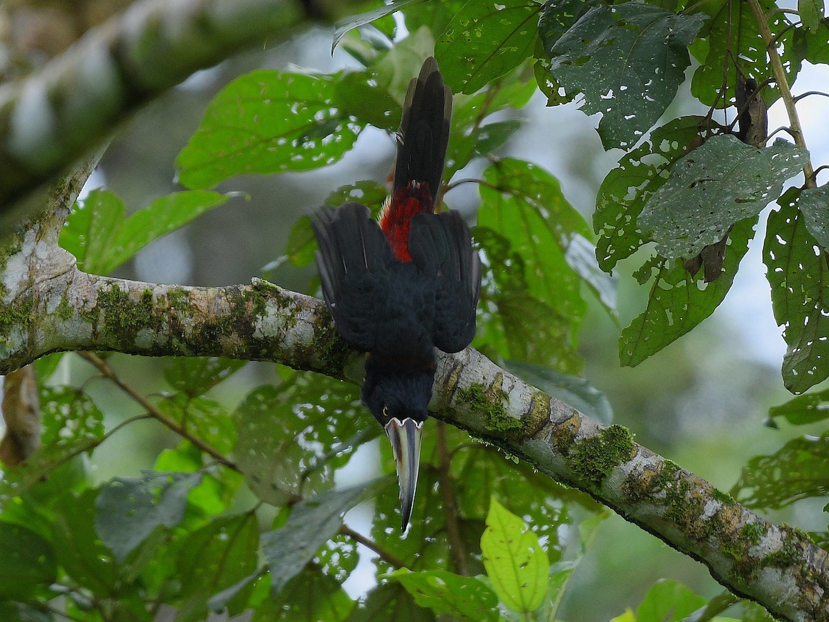 Collared Aracari - ML643081505