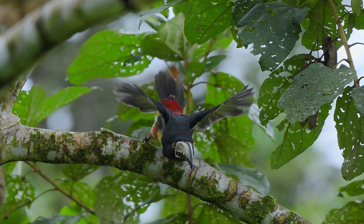 Collared Aracari - ML643081506