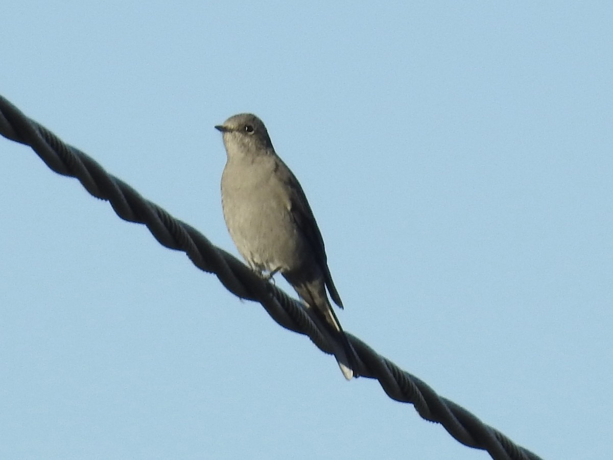 Townsend's Solitaire - ML643081508