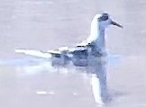 Red Phalarope - ML643081535