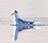 Red Phalarope - ML643081543