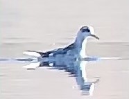 Red Phalarope - ML643081544