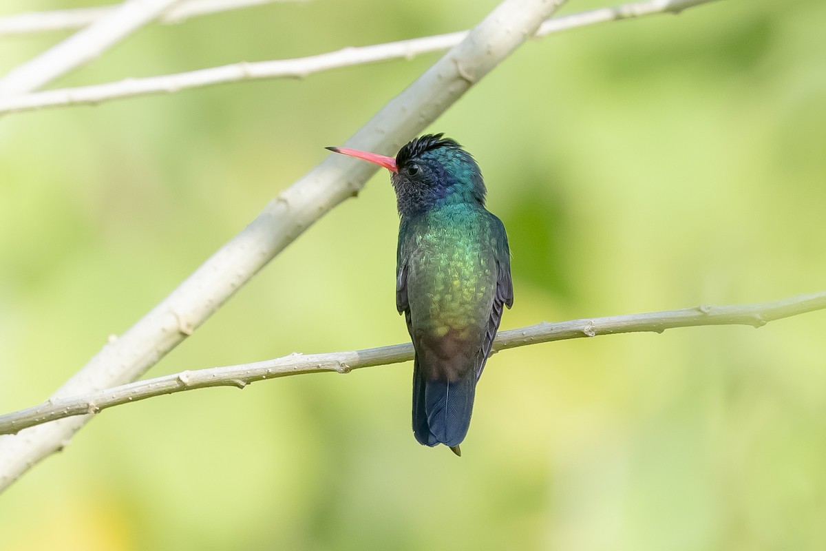 White-chinned Sapphire - ML643081571