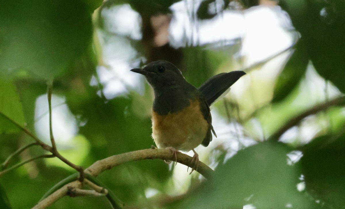White-rumped Shama - ML643081575