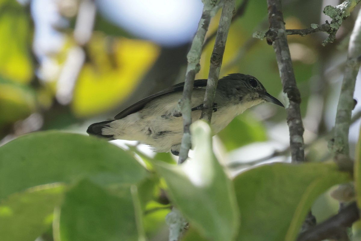 Scarlet-backed Flowerpecker - ML643081581