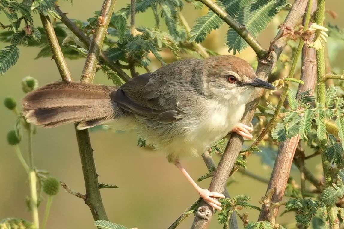 Kilombero Cisticola - ML643081583