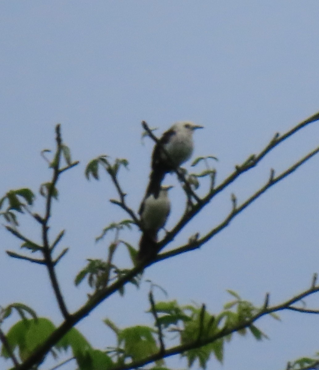 White-headed Wren - ML643081584