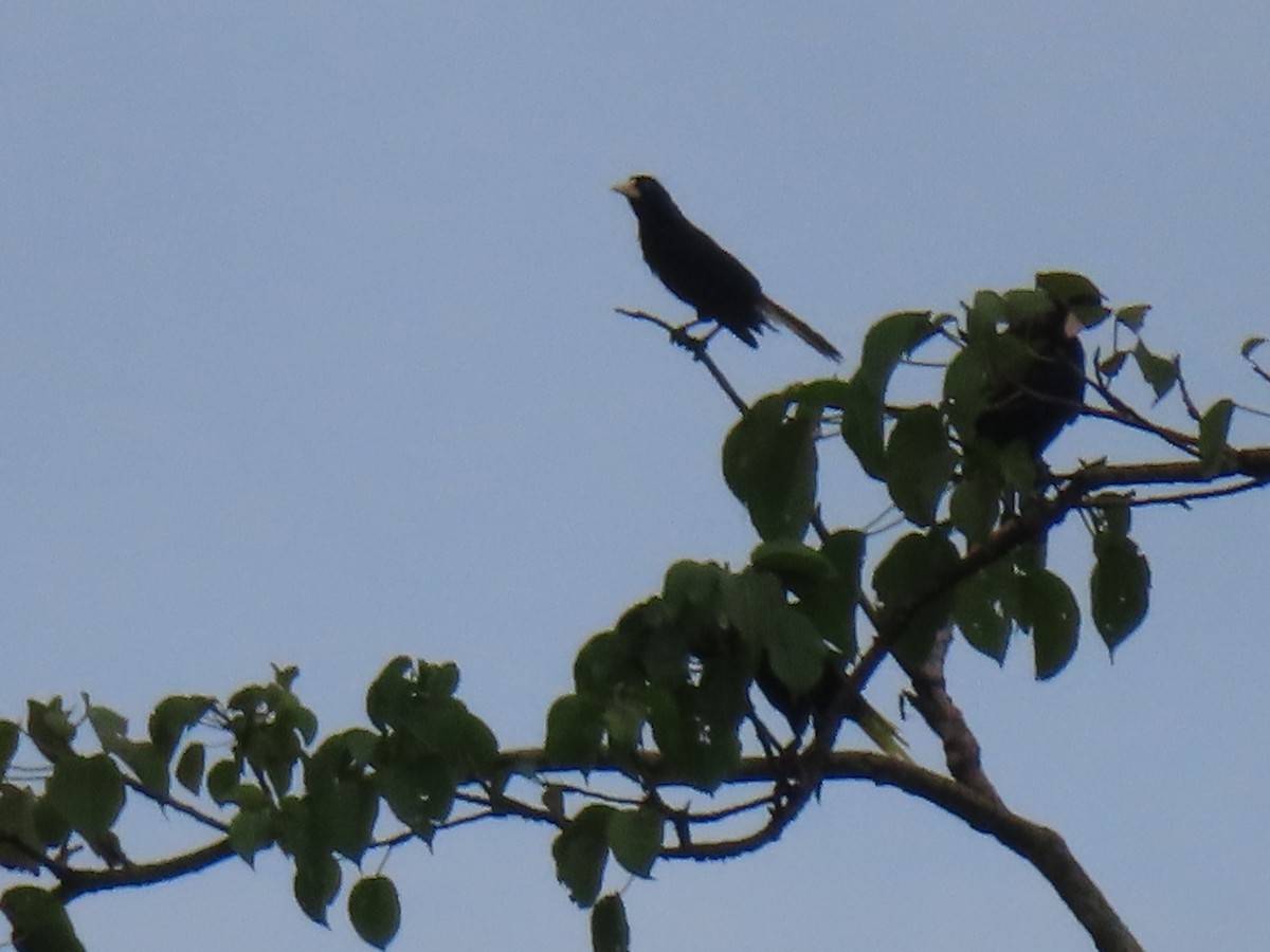 Crested Oropendola - ML643081601