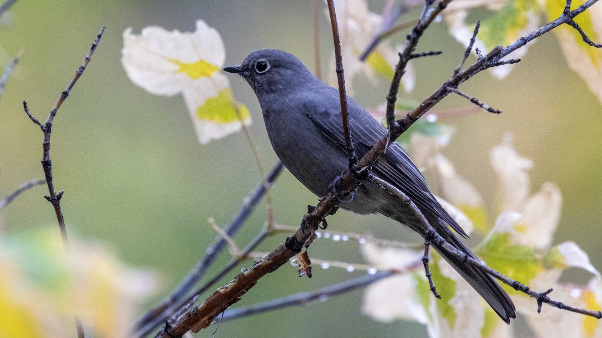 Townsend's Solitaire - ML643081602